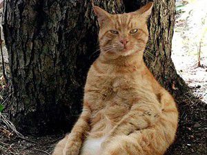 Garfield Kastamonulu çıktı