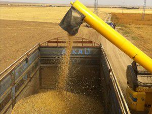 Kuluda soya fasülyesi hasadı yapılıyor