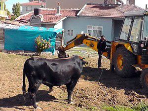 Konyada kaçan boğa güçlükle yakalandı