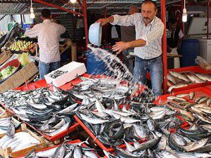 Palamut gidiyor hamsi geliyor
