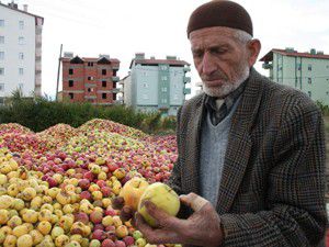 Döküntü elmalar meyve suyuna dönüşüyor
