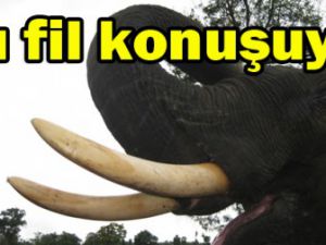 Bu fil görenleri şaşırtıyor