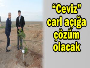 10 bin ceviz ağacı dikildi