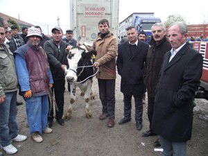 Kuluda 156 gebe düve dağıtıldı