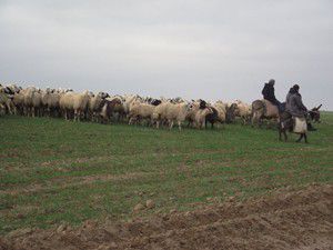 Kuluda ekili alanlarda koyun otlatan çobana ceza