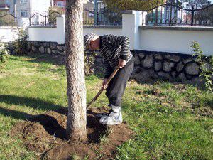 92 yaşındaki dedenin ağaç sevgisi