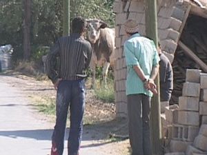 KIZGIN BOĞA 3 SAATTE YAKALANABİLDİ