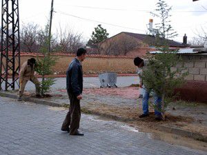 Sarayönündeki kaldırımlara fidan dikiliyor