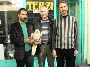 Yaralı kartalı yetkililere verdi