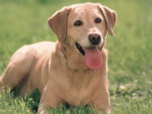 Oğlunu ısıran köpeği vuran kişi gözaltına alındı