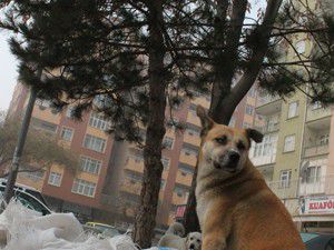 Köpeklerin kedi nöbeti