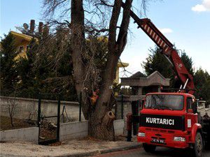 Meramda Anıt Ağaçların Bakımı Yapılıyor