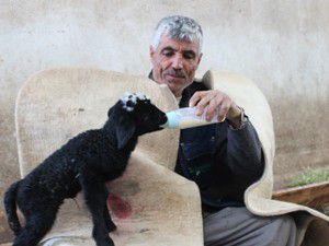 Üçüz kuzulardan 2si yaşatılabildi