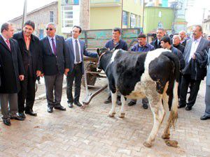 Derbentte 40 kişiye 240 gebe düve dağıtıldı