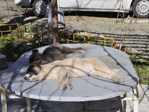 Köpekleri için suç duyurusunda bulundu