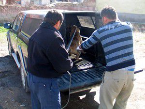 Köpek barınağa teslim edildi