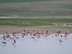 Flamingolar Düden Gölünde