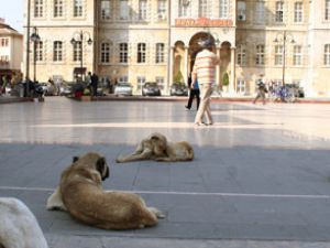 Köpekler dinlenmek için Valiliği seçti