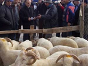 Kurbanlık fiyatları bu yıl el yakacak
