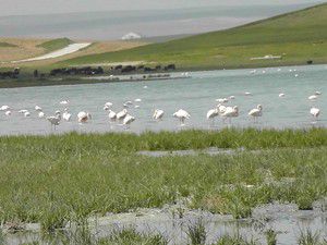 Düden Gölünde flamingo sayısı artıyor