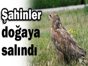 Tedavi edilen şahinler doğaya bırakıldı