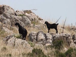 Onlar adaların özgür hayvanları