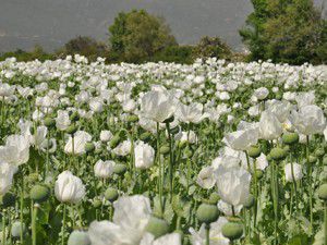 Haşhaşlar çiçek açtı