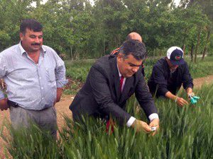 Ereğlide faydalı böcekler tarlalara salındı