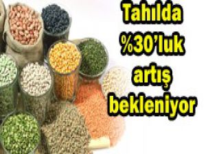 Tahılda rekolte artış bekleniyor