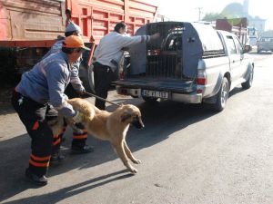 Köpekler toplanarak hayvan barınağına götürülüyor
