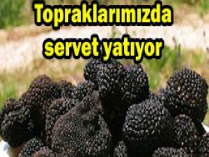 Topraktaki servetin farkında değiliz