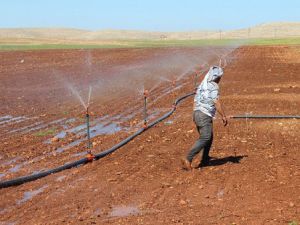 Güneydoğuda toplulaştırma arazi fiyatlarını artıracak