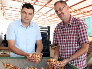 Konyadan Hollandaya lale ihracatı