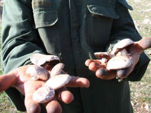 Mantar zehirlenmelerine karşı uzmanlar uyardı!