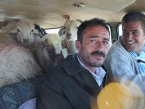 Bir otomobil, 9 koyun ve iki insan