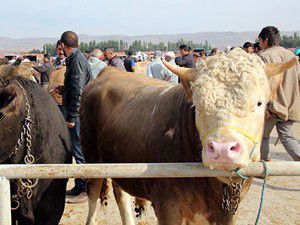 Kurbanlık fiyatları tartışılıyor