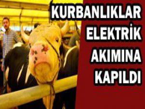 30 hayvan telef oldu