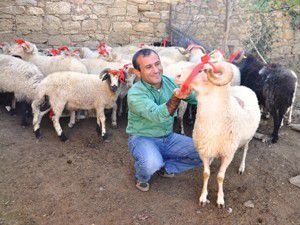 İhtiyaç sahiplerine kurban yardımı