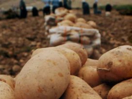 Bakanlık açıkladı! Fiyatı bir hafta içinde düşecek