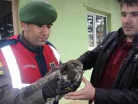 Kanadı kırık kartalı jandarma kurtardı