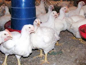 Konya yumurta üreticilerinde hedef Rusya