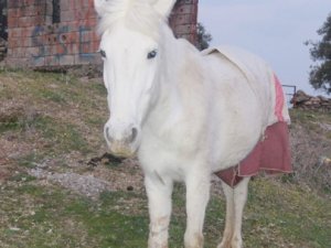 Bir insan bunu yapmaz