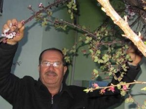 Bu ağaç 6 çeşit meyve veriyor