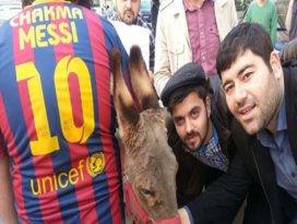 Merzifon eşeği ile kazan kaldırdılar