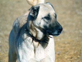 Çoban köpeğinin saldırısına uğradı