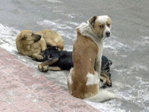 Soğuklarda hayvanları unutmayalım
