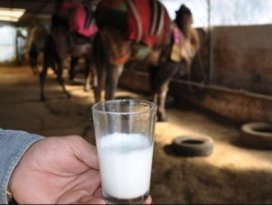 Korkunç virüs deve sütünden geçiyor