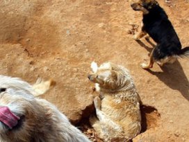 Kuveyt sokak köpeklerini sınır dışı edecek