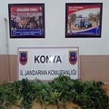 YalıHüyük jandarmasından Hint keneviri operasyonu