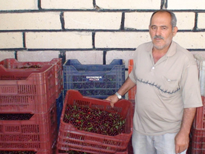 Kiraz ve vişnede rekolte kaybı